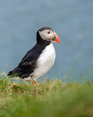 A colorful puffin stands proudly on lush grass, framed by the vast ocean and blue sky. This captivating moment showcases Icelands rich wildlife and natural beauty, perfect for nature enthusiasts.