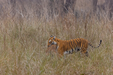Female tigress (Panthera tigris) holding deer in her mouth after hunting at the forest of jim...