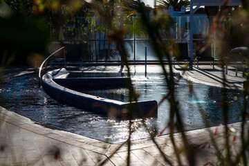 A pool with a black edge and a blue pool liner. The pool is empty and the water is still