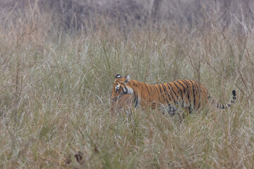Female tigress (Panthera tigris) holding deer in her mouth after hunting at the forest of jim corbett.