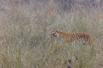 Female tigress (Panthera tigris) holding deer in her mouth after hunting at the forest of jim corbett.