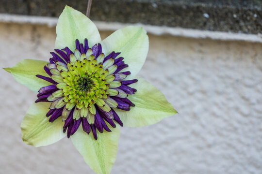 Clematis Viennetta, often cultivated in Japan, shows starlike blooms with green and purple centers and white tips. Symbolizes beauty and mental prowess.