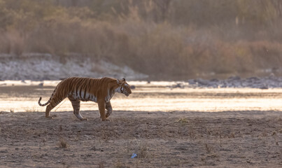 Female tigress (Panthera tigris) walking in the jungle of jim corbett forest.