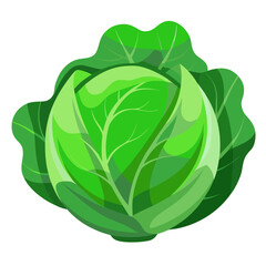 green cabbage isolated on white
