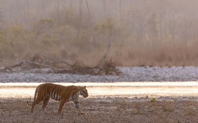 Female tigress (Panthera tigris) walking in the jungle of jim corbett forest.