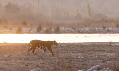 Female tigress (Panthera tigris) walking in the jungle of jim corbett forest.