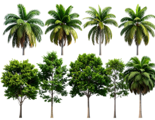 Jungle trees shapes cutout backgrounds 3d rendering file 