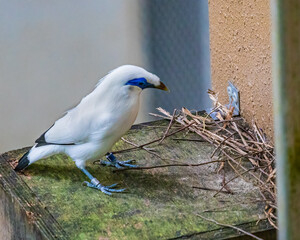 A Bali Myna