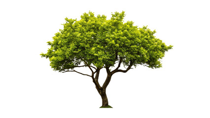 Beautiful 3D Tree Collection of Bushes, Isolated on Transparent Background PNG. Use for illustration in architectural design or garden decoration.