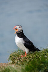 Puffin stands on lush green grass overlooking the sparkling blue ocean in Iceland. This scene captures the unique wildlife and stunning natural beauty of the region. Bakkagerd, East Iceland, Puffins.