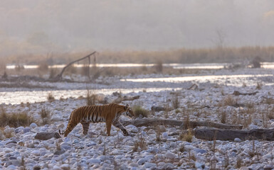 Female tigress (Panthera tigris) walking in the jungle of jim corbett forest.