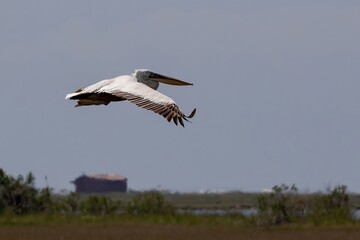 Dalmatian Pelican (Pelecanus crispus) flying at Kerkini Lake in Northern Greece.