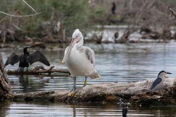 Dalmatian Pelican (Pelecanus crispus) at Kerkini Lake in Northern Greece.