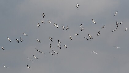 Flock of Pelicans, flying over Evros delta in Northern Greece.

