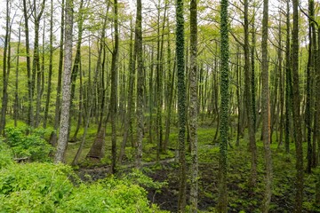 Dense deciduous forest at Mount Belles in north-eastern Greece.