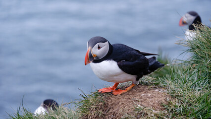 Colorful puffins perch on grassy cliffs, surrounded by vibrant greenery and the endless blue...
