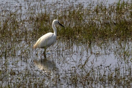 Little Egret (Egretta garzetta) in Nestos National Park in north-eastern Greece.