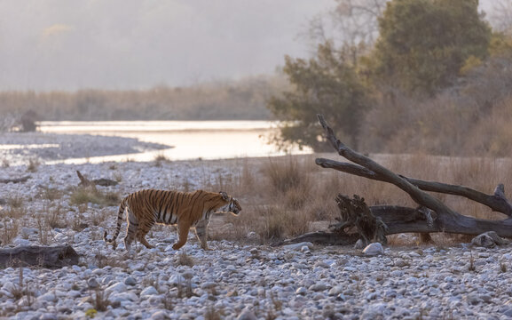 Female tigress (Panthera tigris) walking in the jungle of jim corbett forest.