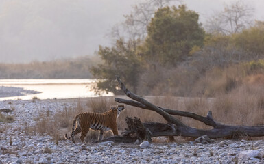 Female tigress (Panthera tigris) walking in the jungle of jim corbett forest.