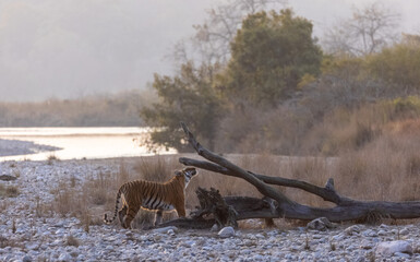 Female tigress (Panthera tigris) walking in the jungle of jim corbett forest.