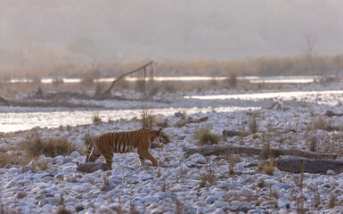 Female tigress (Panthera tigris) walking in the jungle of jim corbett forest.