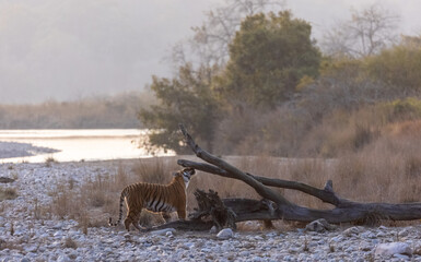 Female tigress (Panthera tigris) walking in the jungle of jim corbett forest.