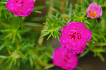 pink moss rose  in garden