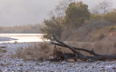 Female tigress (Panthera tigris) walking in the jungle of jim corbett forest.