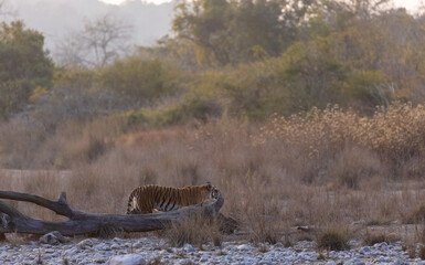 Female tigress (Panthera tigris) walking in the jungle of jim corbett forest.