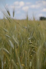 wheat field in the wind