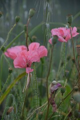 pink poppy flower