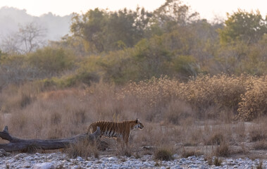 Female tigress (Panthera tigris) walking in the jungle of jim corbett forest.