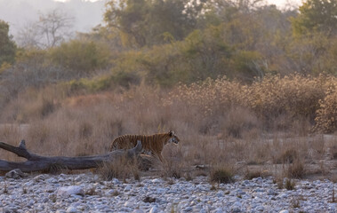 Female tigress (Panthera tigris) walking in the jungle of jim corbett forest.