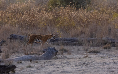 Female tigress (Panthera tigris) walking in the jungle of jim corbett forest.