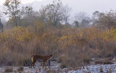 Female tigress (Panthera tigris) walking in the jungle of jim corbett forest.