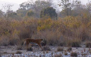Female tigress (Panthera tigris) walking in the jungle of jim corbett forest.