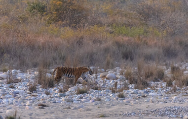 Female tigress (Panthera tigris) walking in the jungle of jim corbett forest.