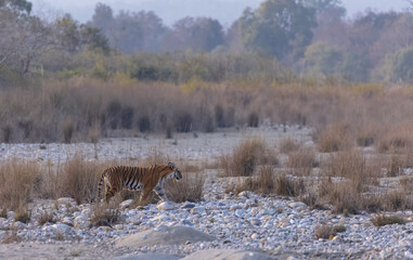 Female tigress (Panthera tigris) walking in the jungle of jim corbett forest.
