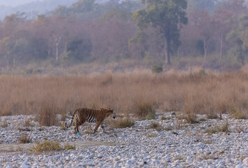 Female tigress (Panthera tigris) walking in the jungle of jim corbett forest.