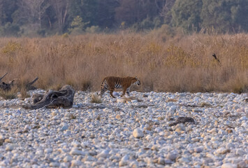 Female tigress (Panthera tigris) walking in the jungle of jim corbett forest.