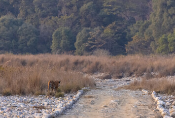 Female tigress (Panthera tigris) walking in the jungle of jim corbett forest.