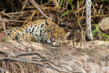 Close Up of a Jaguar Looking at The Camera While Resting on a Riverbank in the Pantanal Wetlands, Brazil