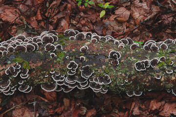 Vibrant turkey tail mushrooms (Trametes versicolor) thriving on a decaying log on a forest floor in...