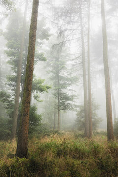 A foggy woodland at a forest in Fife, Scotland, UK during a moody, misty and atmospheric morning.