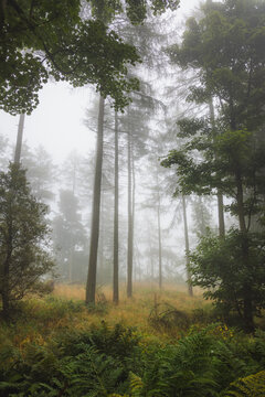 A foggy woodland at a forest in Fife, Scotland, UK during a moody, misty and atmospheric morning.