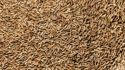 Close-up of rye grains in bulk, showing natural texture, earthy tones, and organic surface —...