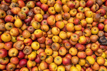 feeding apples on farm for background use