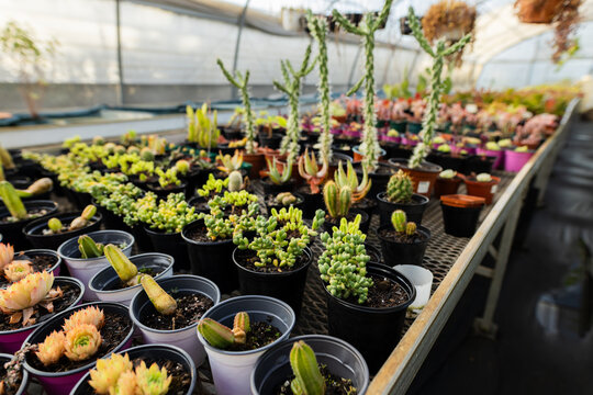 Succulents and cacti growing in small plastic pots on mesh benches with hoses in greenhouse