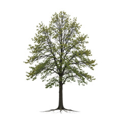 Obraz premium a tall, tree like structure with branches that extend outward in a natural manner