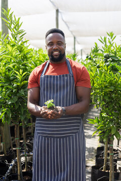 Mid-adult African American man wearing striped apron holding seedling in nursery under shade cloth